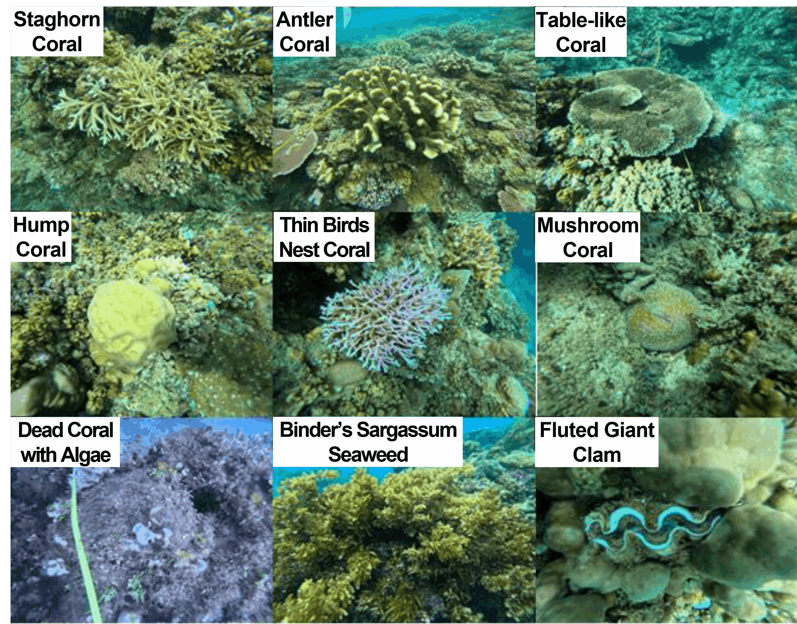 Coral Photo