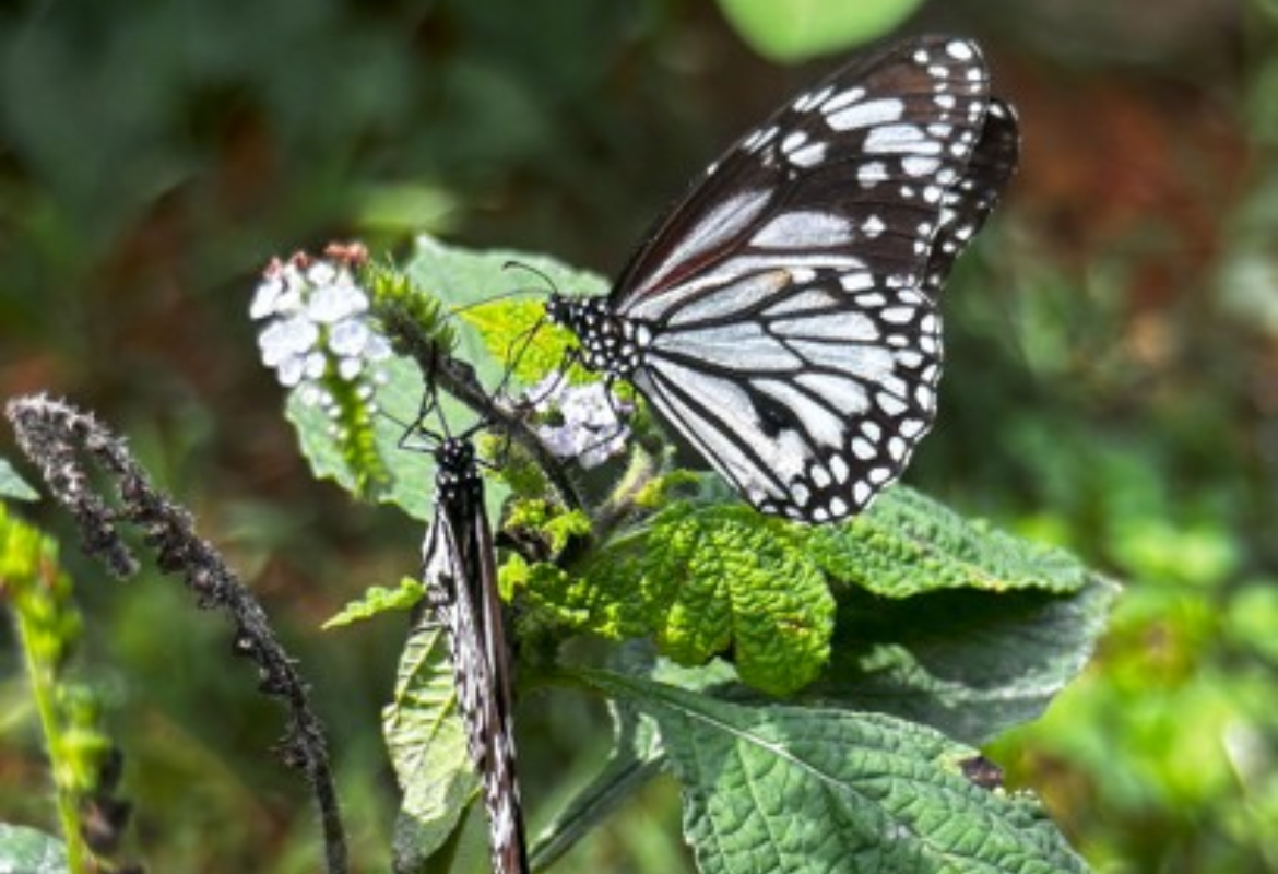 Terrestrial